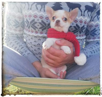 thumb Precioso chihuahua macho 5 meses