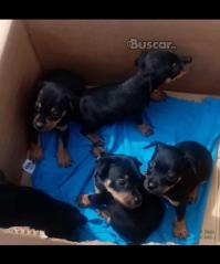 Cachorros pincher