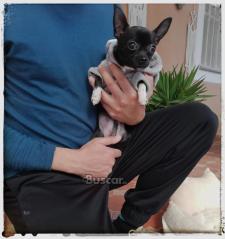 thumb Precioso macho toy chihuahua 6 meses y medio