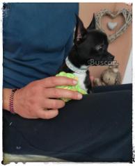 thumb Chihuahua macho toy muy bonito 6 meses y medio