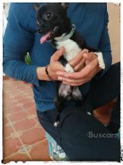 thumb Chihuahua macho 6 meses y medio pequeño