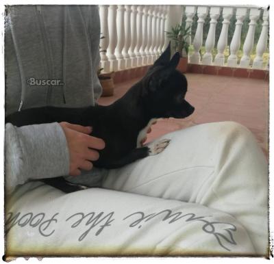 thumb Chihuahua macho 6 meses y medio pequeño
