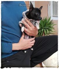 thumb Precioso macho toy chihuahua 6 meses y medio