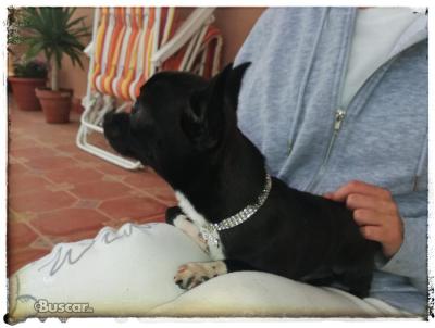 thumb Chihuahua macho 6 meses y medio pequeño