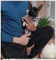 thumb Chihuahua macho toy muy bonito 6 meses y medio