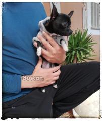 thumb Chihuahua macho toy muy bonito 6 meses y medio