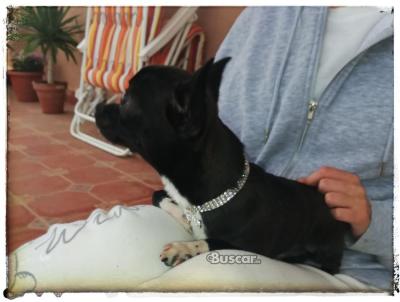 thumb Precioso macho toy chihuahua 6 meses y medio