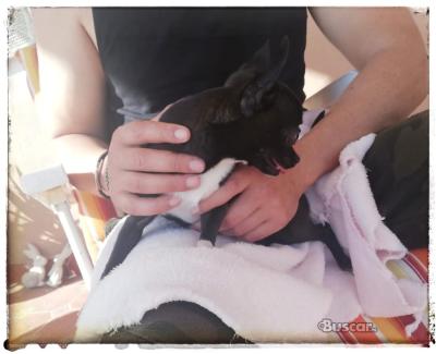 thumb Precioso macho toy chihuahua 6 meses y medio