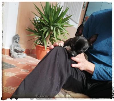 thumb Chihuahua macho 6 meses y medio pequeño
