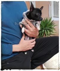 thumb Machito toy 6 meses y medio chihuahua una preciosidad