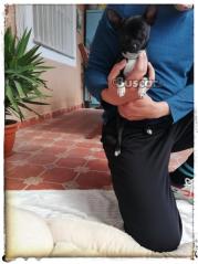 thumb Machito toy 6 meses y medio chihuahua una preciosidad