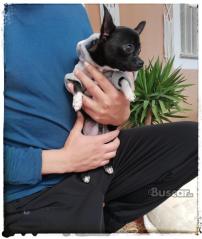 thumb Precioso macho chihuahua pequeño 6 meses y medio