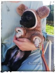 thumb Chihuahua pequeño 6 meses y medio es un amor macho