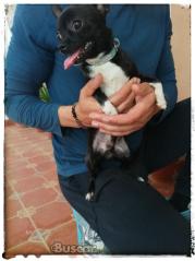thumb Chihuahua pequeño 6 meses y medio es un amor macho