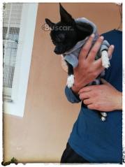 thumb Chihuahua pequeño 6 meses y medio es un amor macho