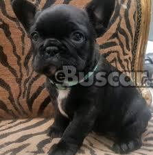 thumb Fantásticos cachorros de bulldog francés