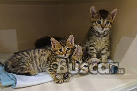 thumb Gatitos de Bengala listos para salir