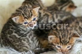 thumb Gatitos de Bengala listos para salir