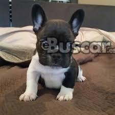 thumb Fantásticos cachorros de bulldog francés
