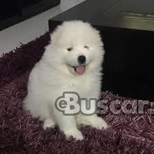 thumb CACHORROS SAMOYEDO blanco