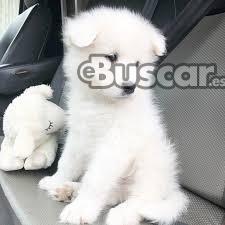 thumb CACHORROS SAMOYEDO blanco
