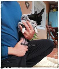 thumb Chihuahua toy 7 meses precioso macho