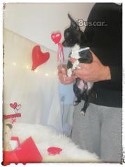 thumb Chihuahua toy 7 meses precioso macho