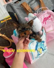 cachorros yorkie macho y hembra