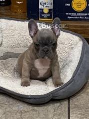 cachorros de bulldog francés machos y hembras disponibles