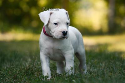 cachorros dogo argentino disponibles