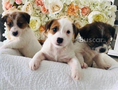 cachorros jack russell