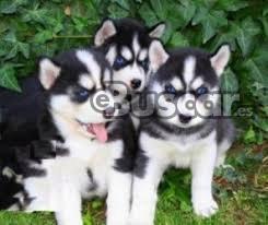 cachorros de husky siberiano