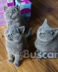 Preciosos gatitos británicos de pelo corto