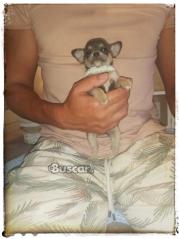 thumb Chihuahua macho toy blue exclusivo
