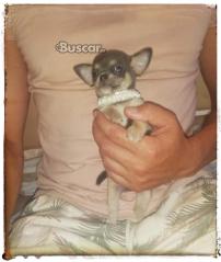thumb Chihuahua macho blue pelo corto toy