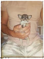thumb Chihuahua macho blue pelo corto toy
