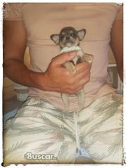 thumb Chihuahua macho blue pelo corto toy