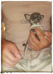 thumb Chihuahua macho blue pelo corto toy