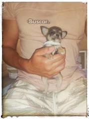 thumb Chihuahua macho toy blue exclusivo