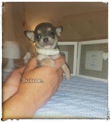 thumb Chihuahua macho toy blue exclusivo