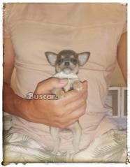 thumb Chihuahua macho blue pelo corto toy