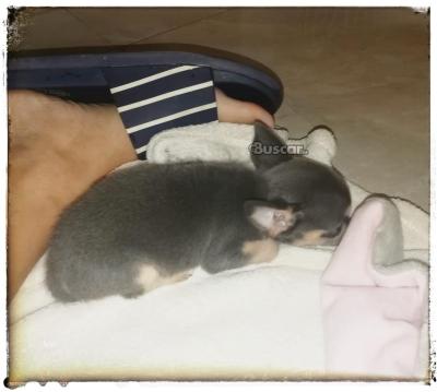 thumb Chihuahua blue macho precioso