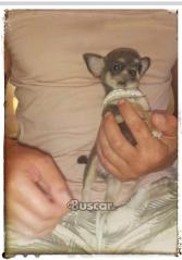 thumb Macho blue espectacular chihuahua