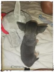 thumb Chihuahua blue macho precioso