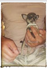 thumb Chihuahua blue macho precioso