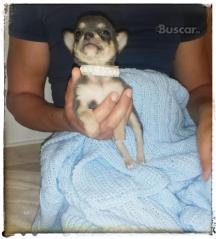 thumb Macho blue espectacular chihuahua