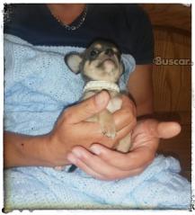 thumb Chihuahua blue macho precioso