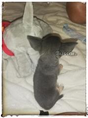 thumb Chihuahua blue macho precioso