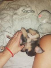 thumb Macho blue espectacular chihuahua