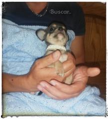 thumb Chihuahua macho blue exclusivo